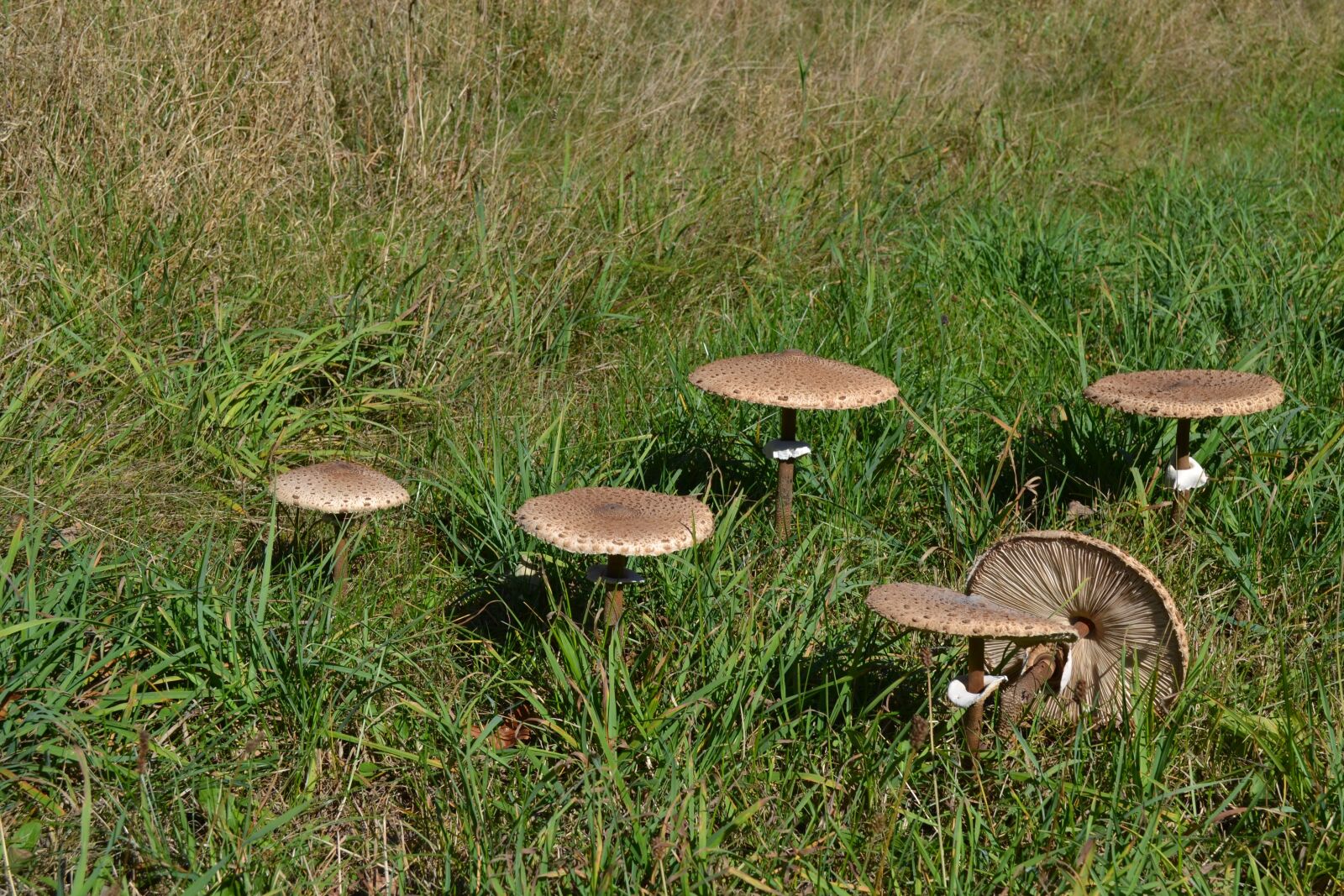 Nikon D3100 sample photo. Mushrooms, summer, nature photography