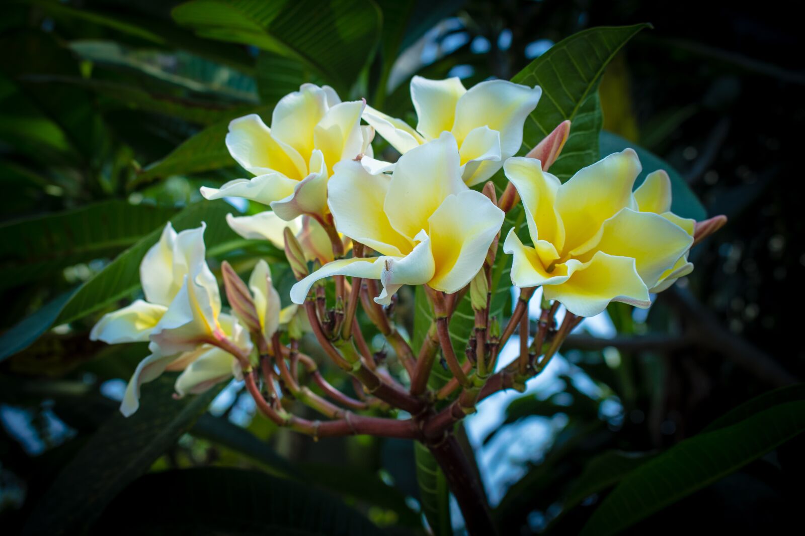 Canon EOS 700D (EOS Rebel T5i / EOS Kiss X7i) sample photo. More information, open, flowers photography