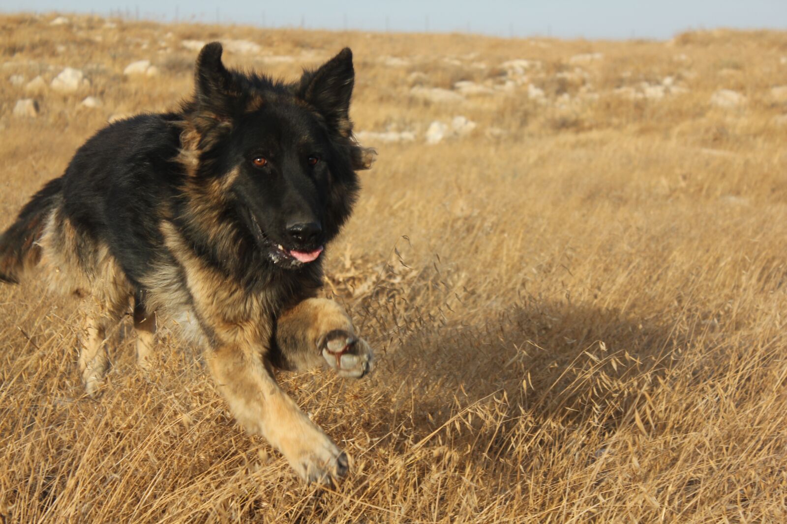 Canon EOS 550D (EOS Rebel T2i / EOS Kiss X4) sample photo. Dog, pet, animal photography