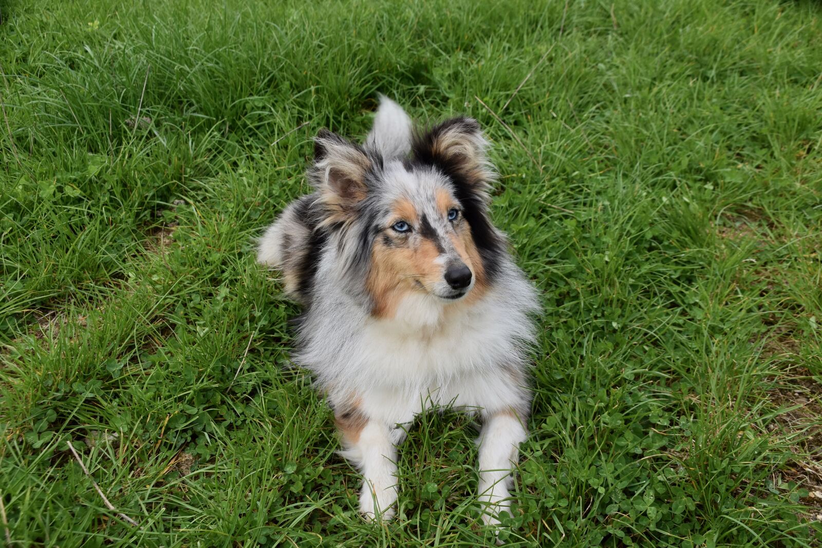 Nikon D5600 sample photo. Dog, bitch, shetland sheepdog photography