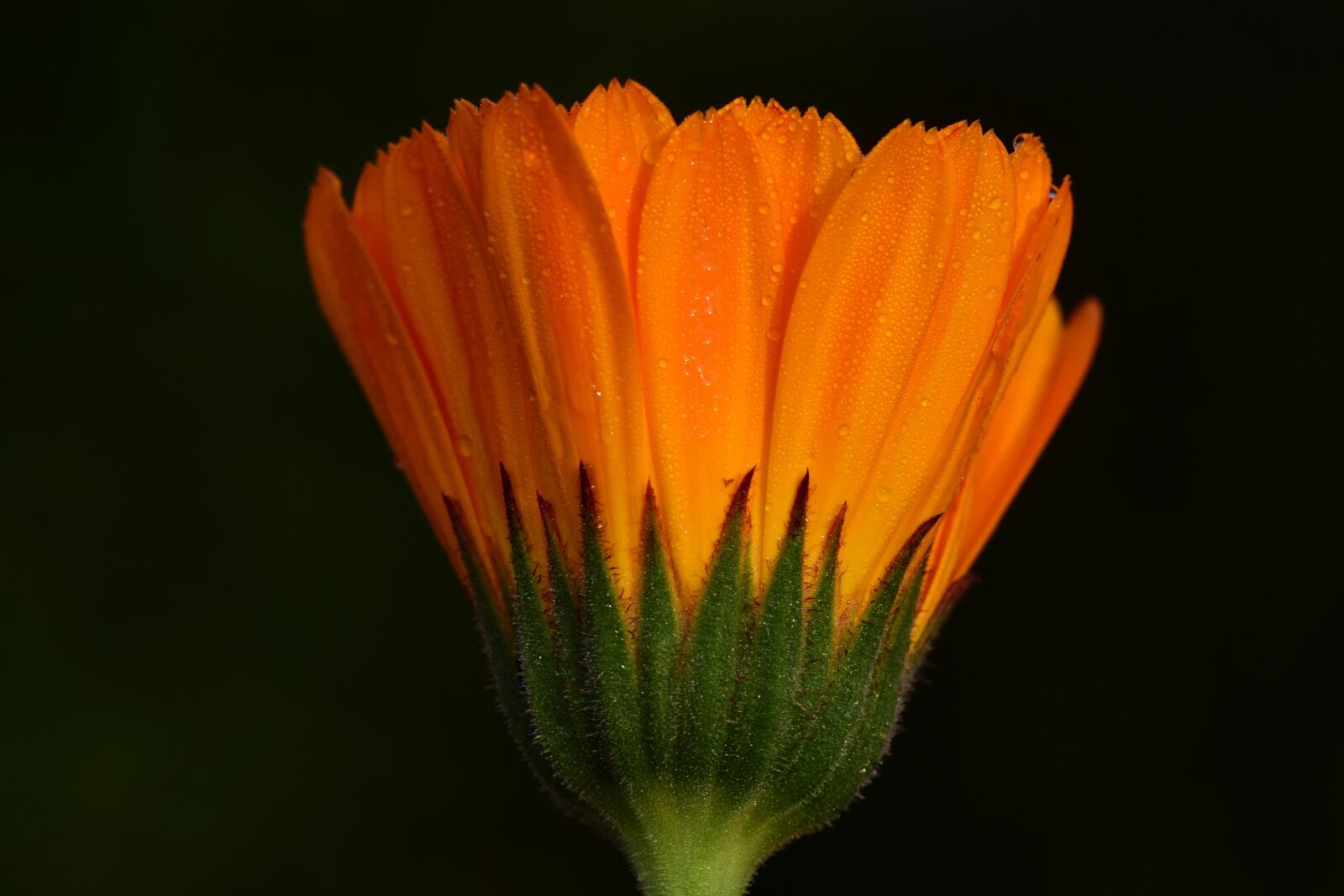 Nikon D3300 sample photo. Marigold, yellow, flower photography