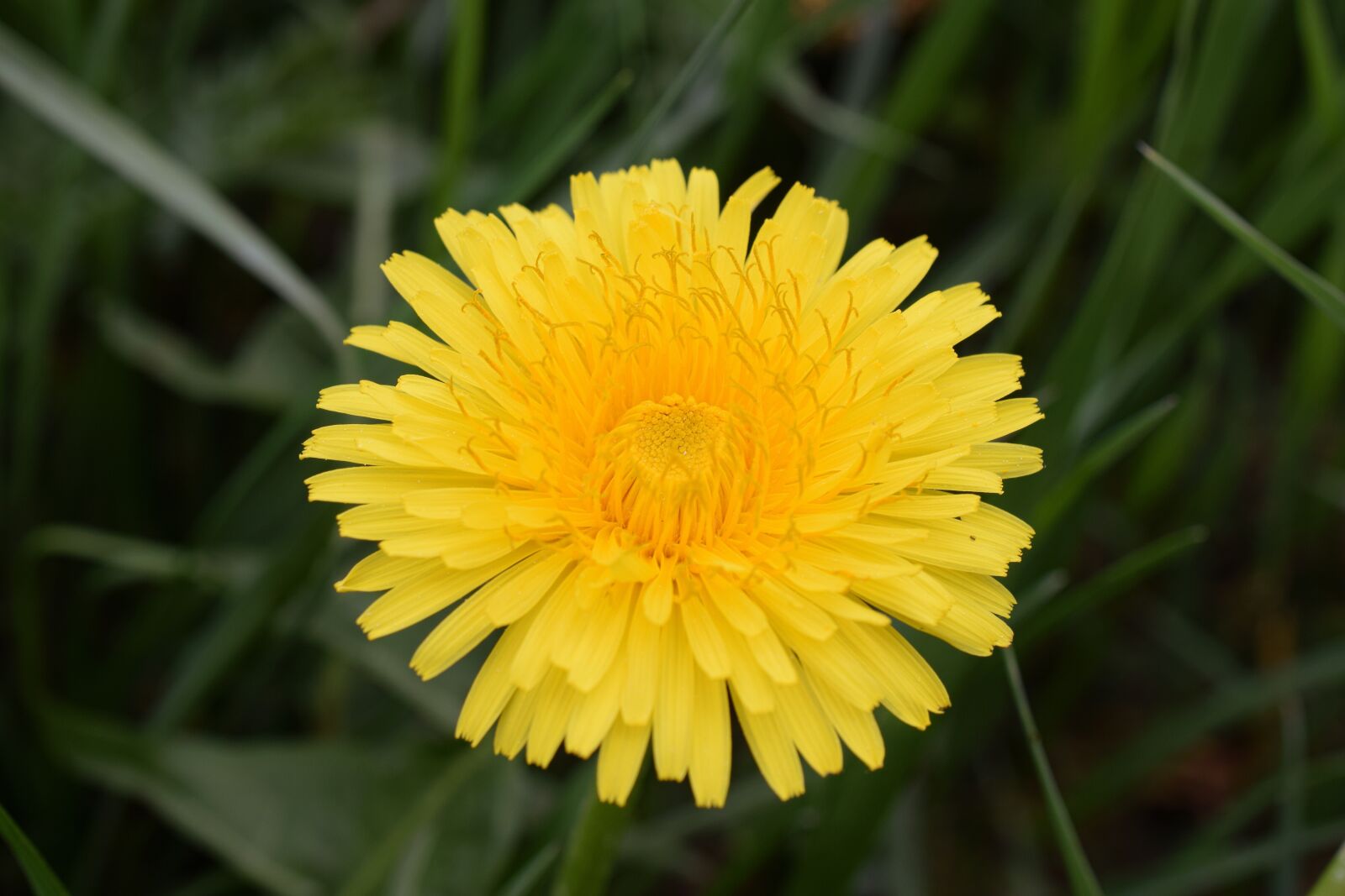 Nikon D5300 sample photo. Dandelion, bee, nectar photography