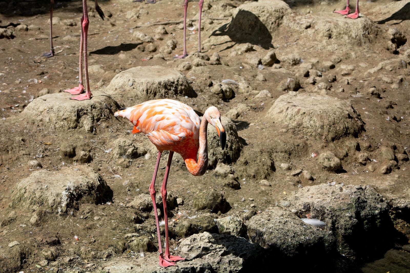 Nikon D7100 sample photo. Flamingo, bird, salmon photography