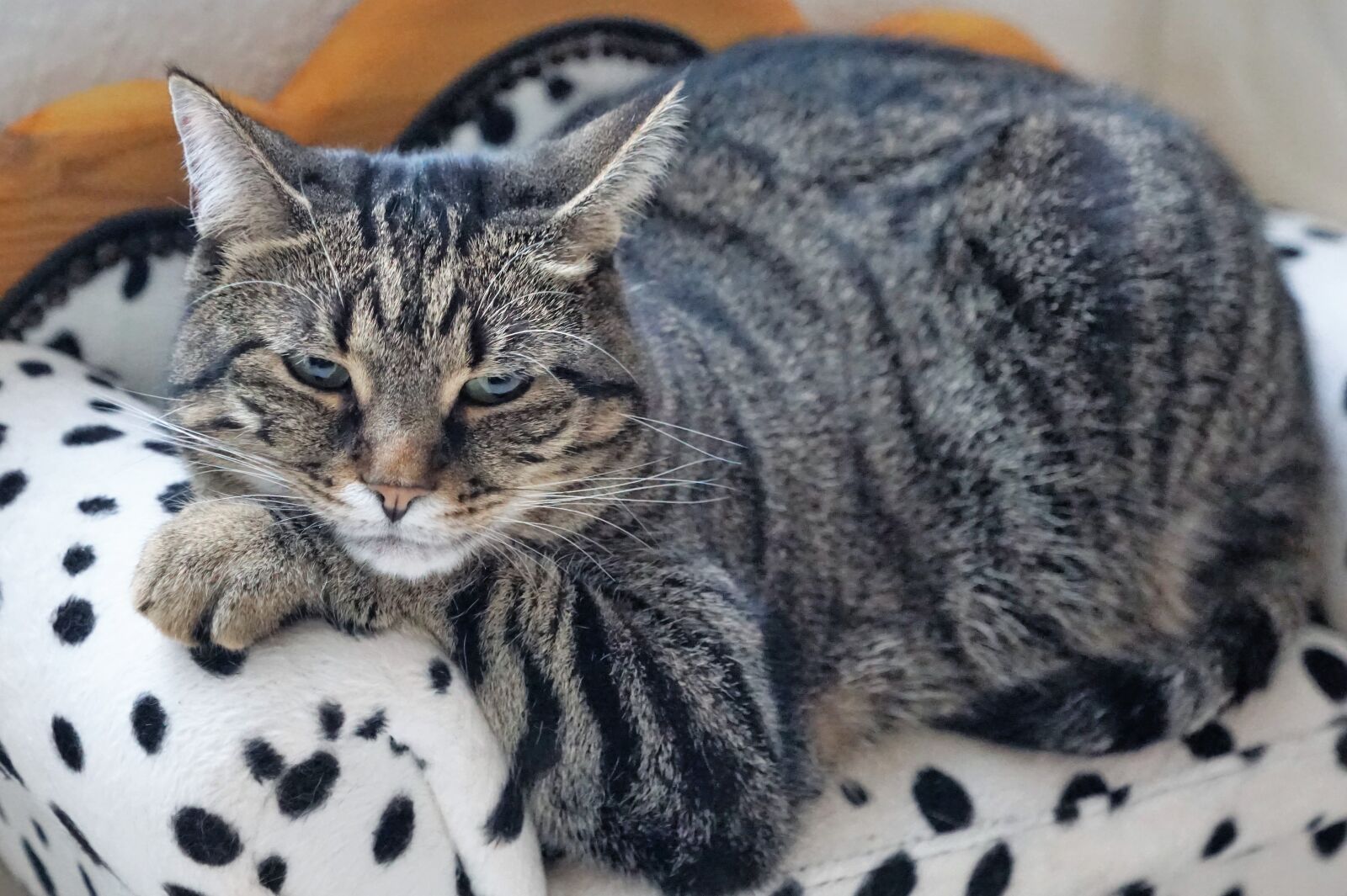 Sony ILCA-77M2 + Sony DT 16-50mm F2.8 SSM sample photo. Cat, animal, mammal photography