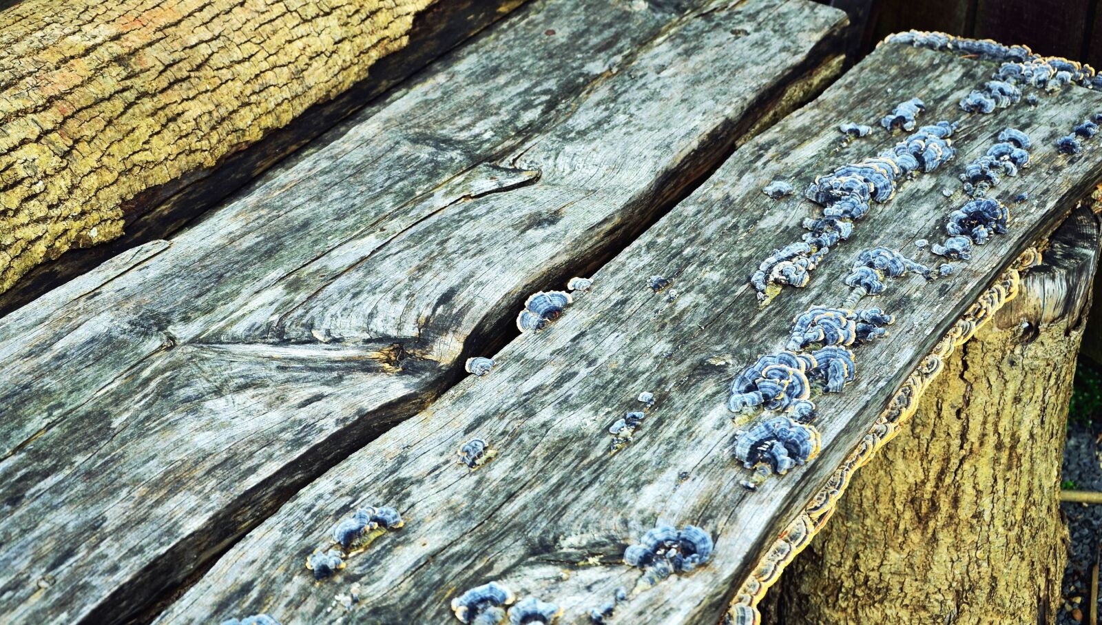 Nikon D5100 sample photo. Tree, bench, moss, bark photography