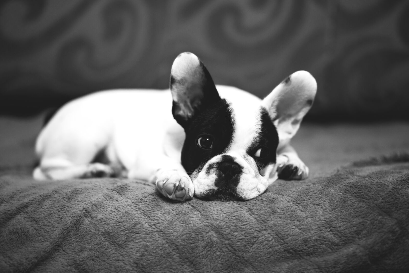 Canon EF 85mm F1.8 USM sample photo. Animals, adorable, beautiful photography