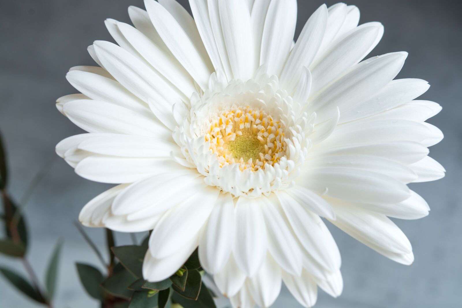Nikon D7100 sample photo. Gerbera, flower, white photography