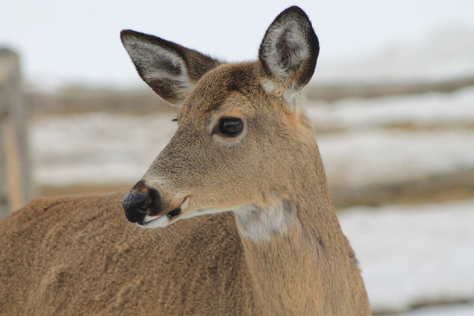 Canon EOS 1100D (EOS Rebel T3 / EOS Kiss X50) sample photo. Deer, winter, cold photography
