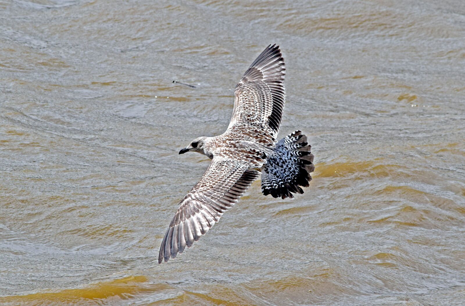 Nikon D3300 sample photo. Yellow-legged gull, juvenile yellow-legged photography