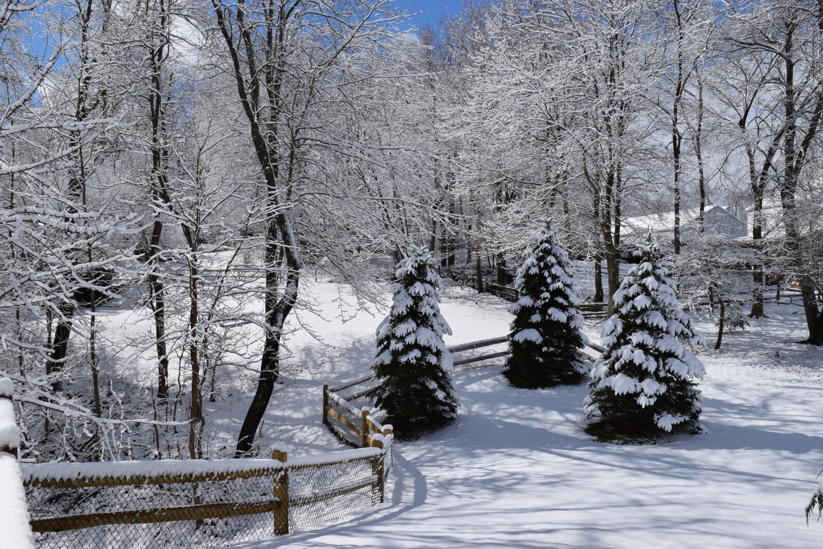 Nikon D5300 sample photo. Snow, winter, pine trees photography
