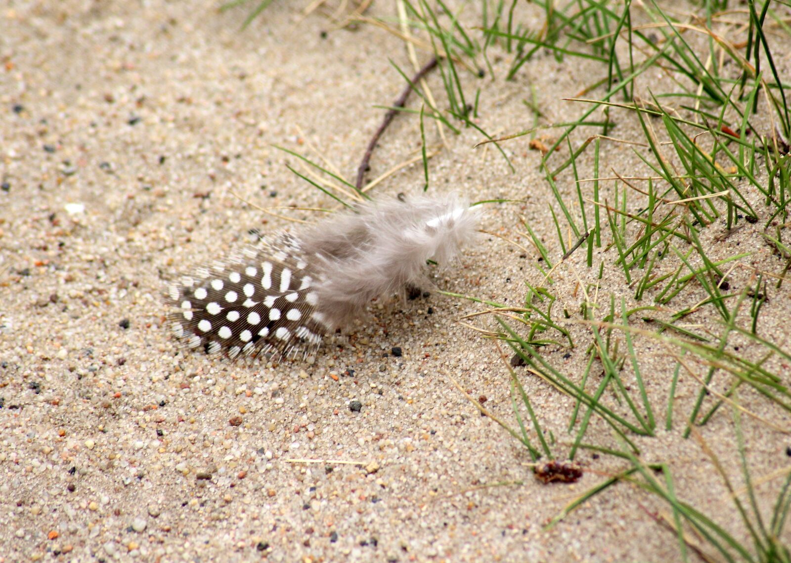 Canon EOS 1200D (EOS Rebel T5 / EOS Kiss X70 / EOS Hi) sample photo. A feather, the feather photography