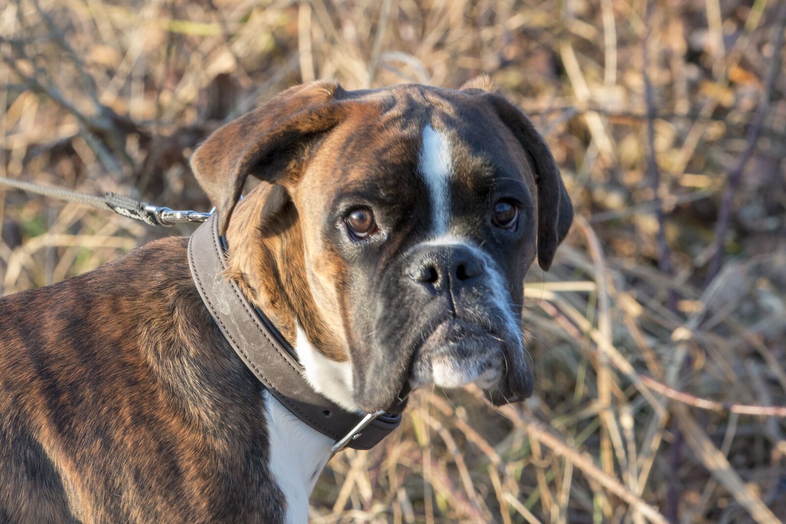 Canon EOS 70D + Canon EF 70-200mm F2.8L IS II USM sample photo. Dog, boxer, animal portrait photography