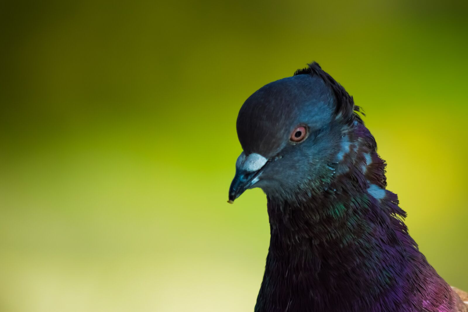 Nikon D3300 sample photo. Pigeon, bird, nature photography