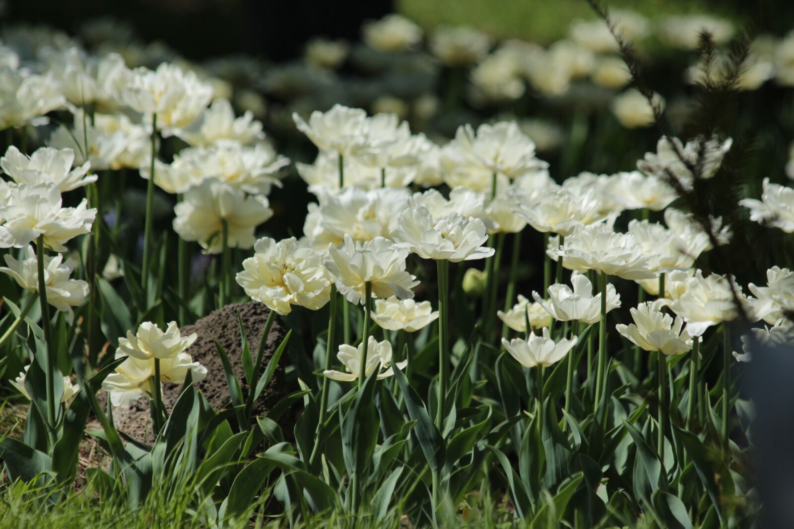 Canon EOS 650D (EOS Rebel T4i / EOS Kiss X6i) sample photo. Tulips, white tulips, flowers photography