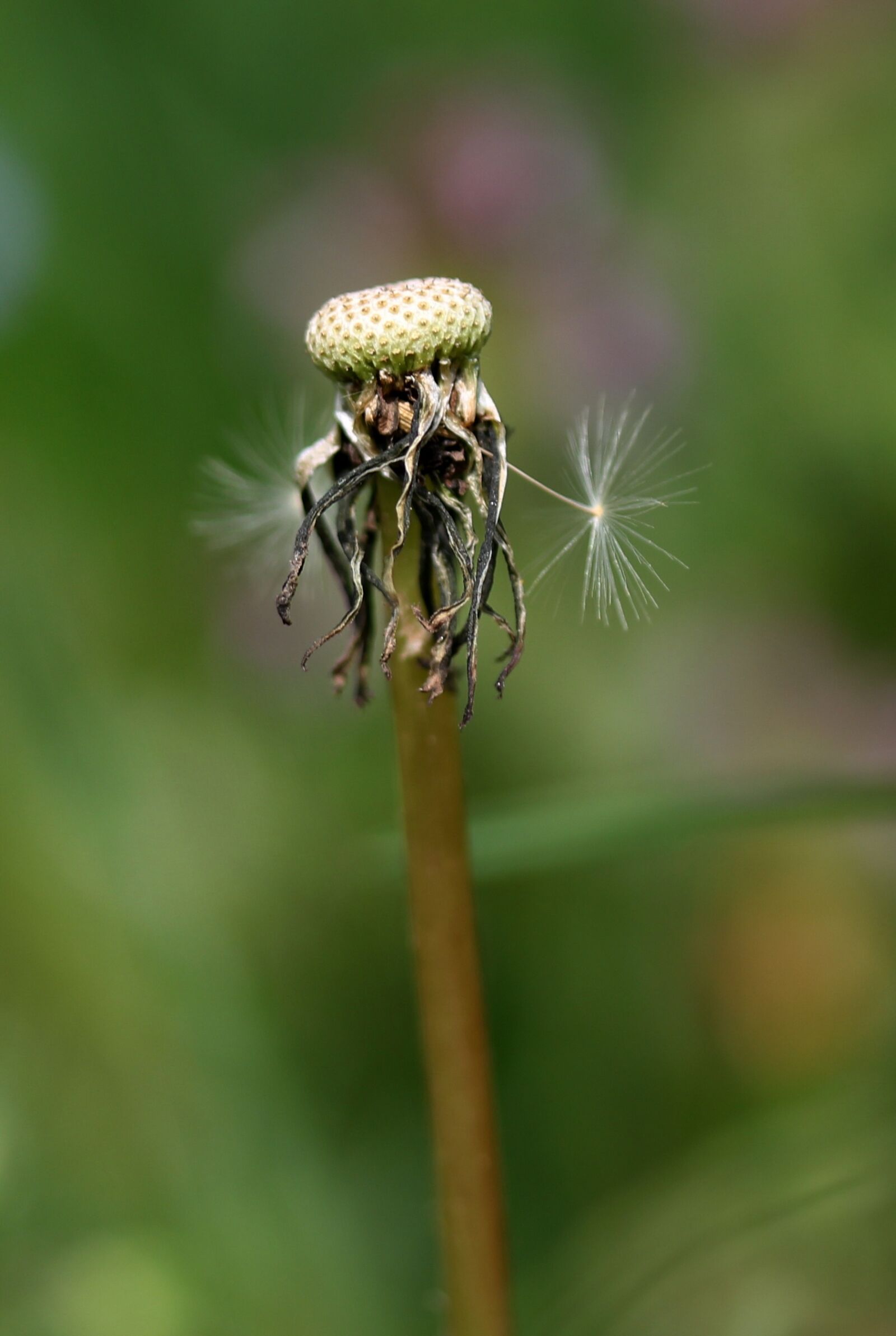 Canon EF-S 60mm F2.8 Macro USM sample photo. Dandelion, down, shook photography