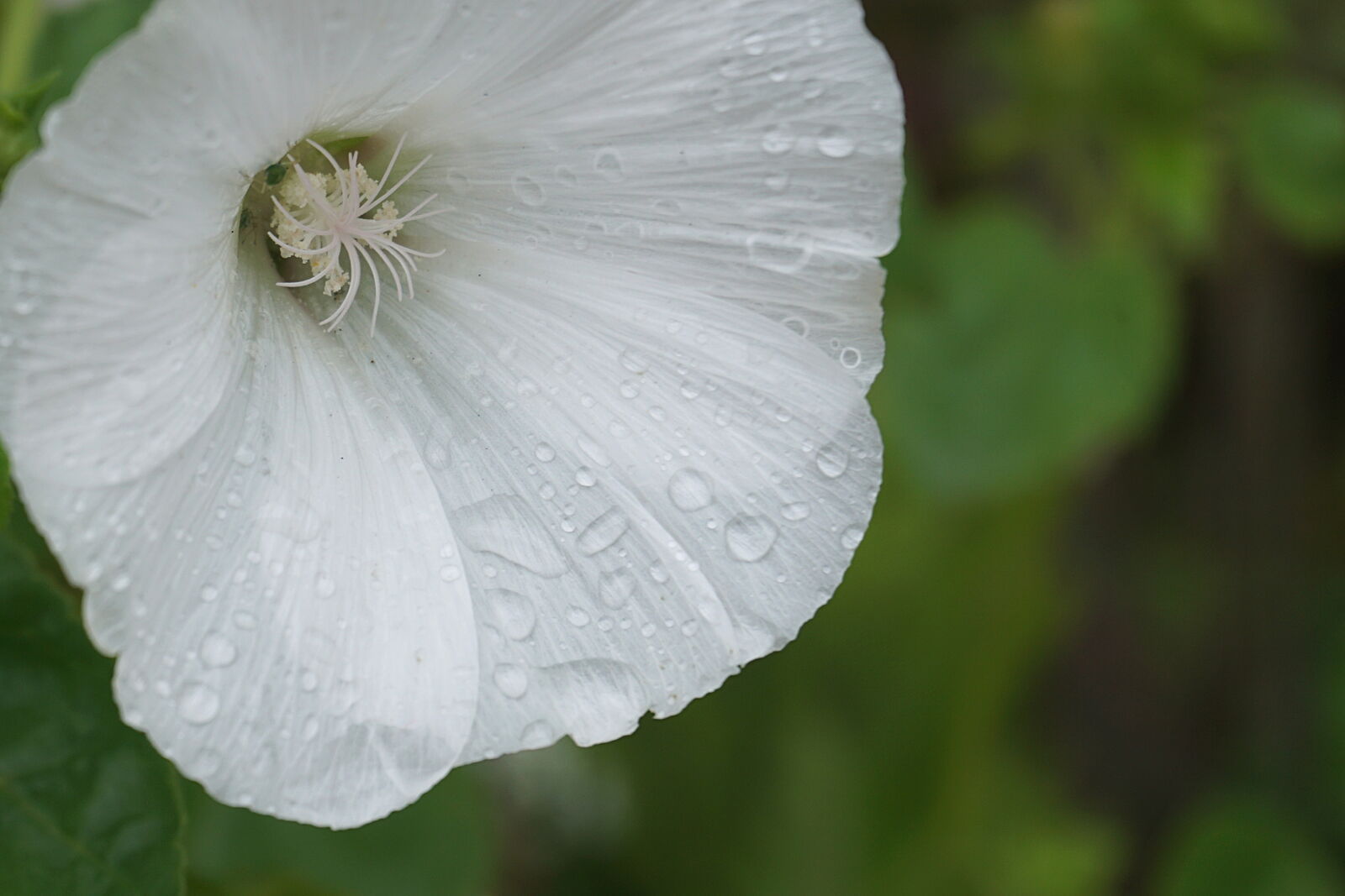 Sony a6000 sample photo. Botanique, fleur, floraison, flore photography