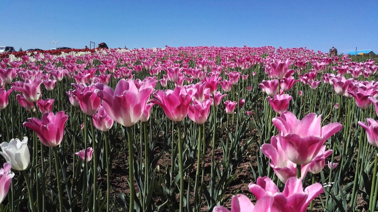 HUAWEI P8 sample photo. Tulip, fresh purple tulips photography