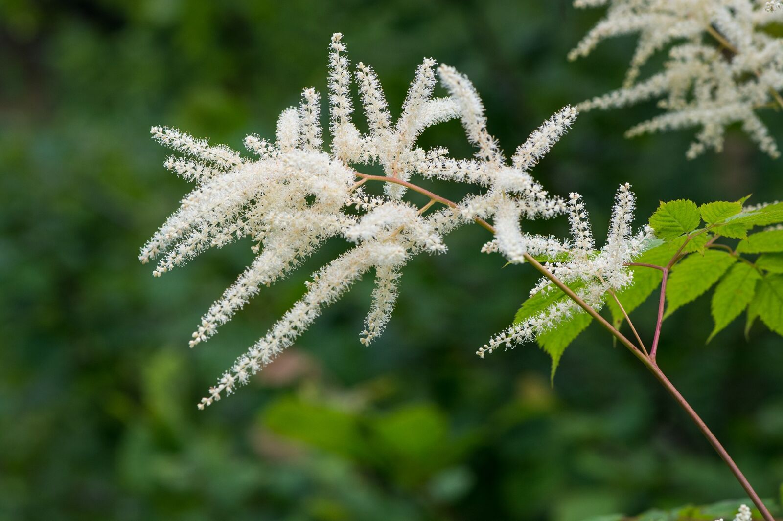 Nikon D7100 sample photo. Forest spiere, astilbe, forest photography