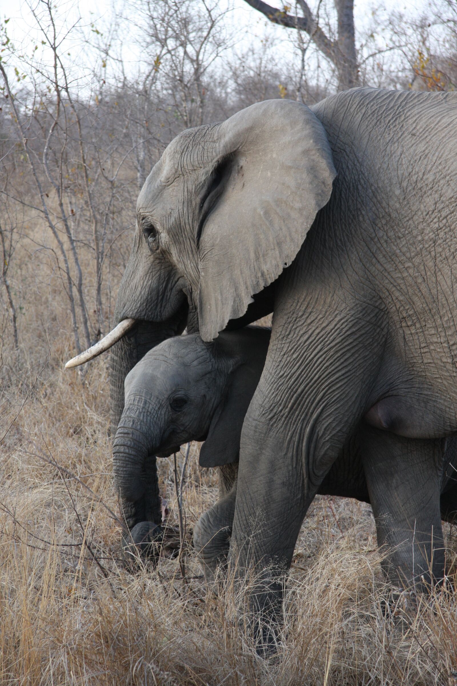 Canon EOS 40D sample photo. Duluni, south africa, safari photography