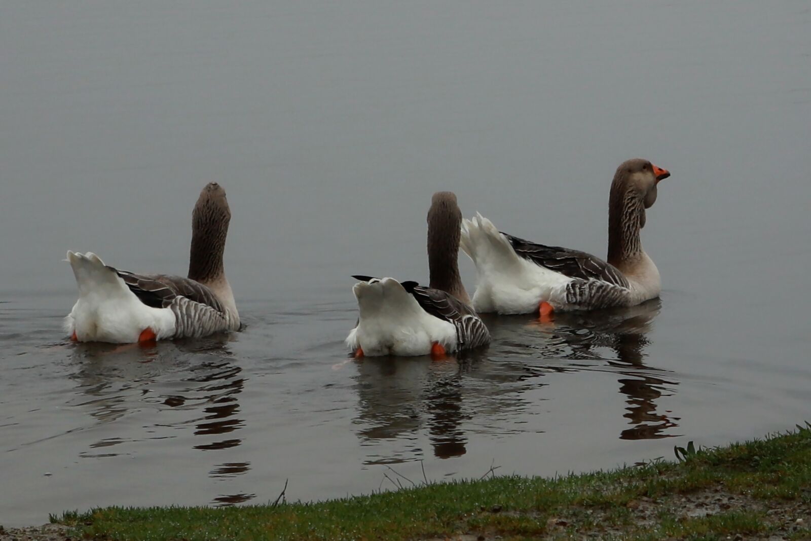 Canon PowerShot G1 X Mark III sample photo. Animal, geese, water photography