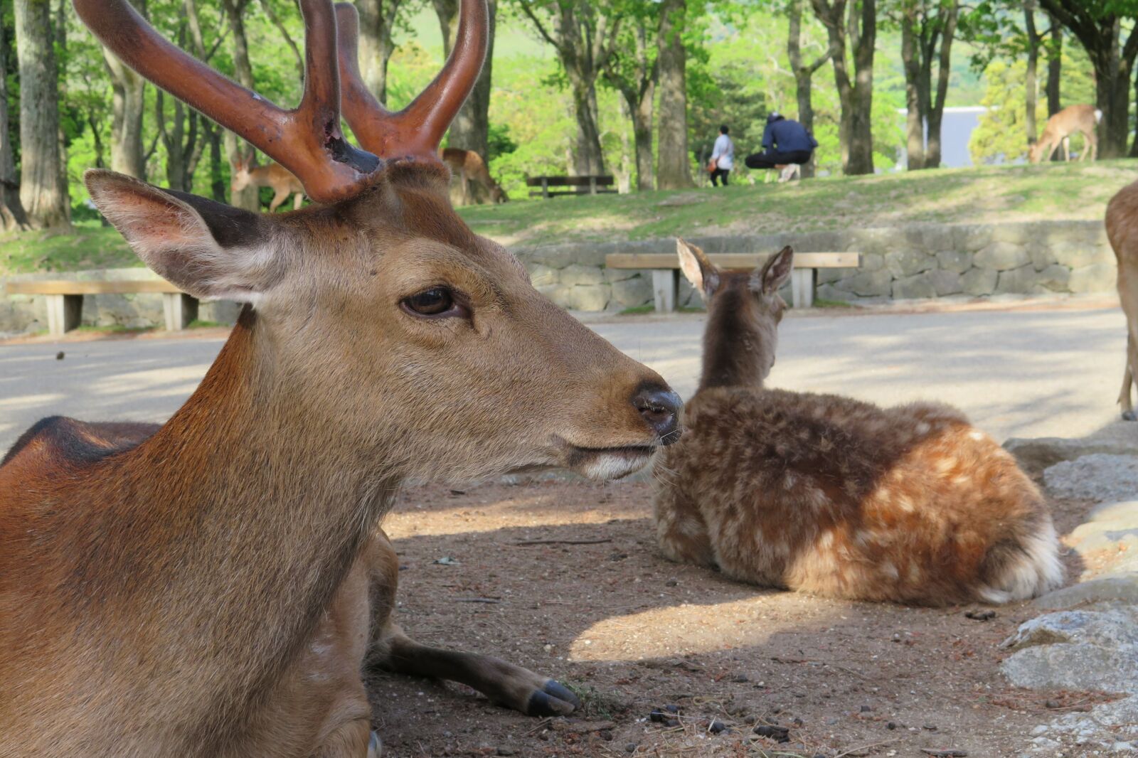 Canon PowerShot G16 sample photo. Deer, nara park, nara photography