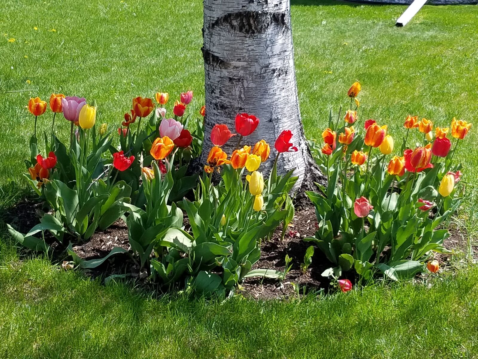 Samsung Galaxy S7 sample photo. Flowers, tulip, birch tree photography