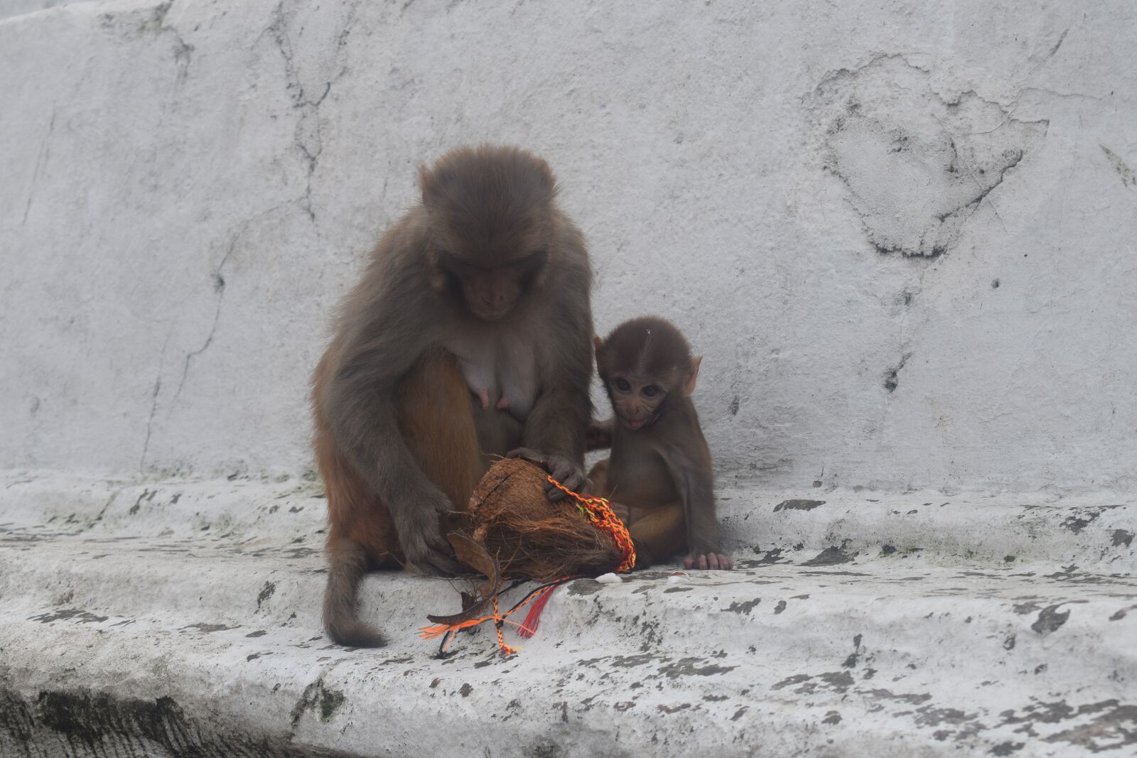 Nikon D5300 sample photo. Monkey, monkey child, baby photography