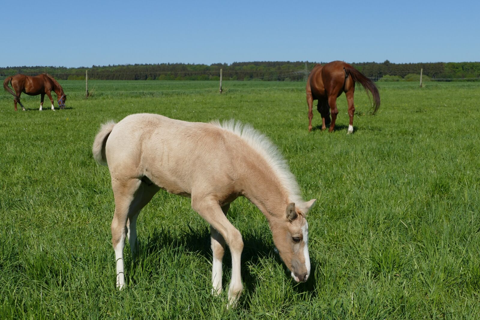 Panasonic Lumix DMC-FZ1000 sample photo. Palomino foal, colt browsing photography