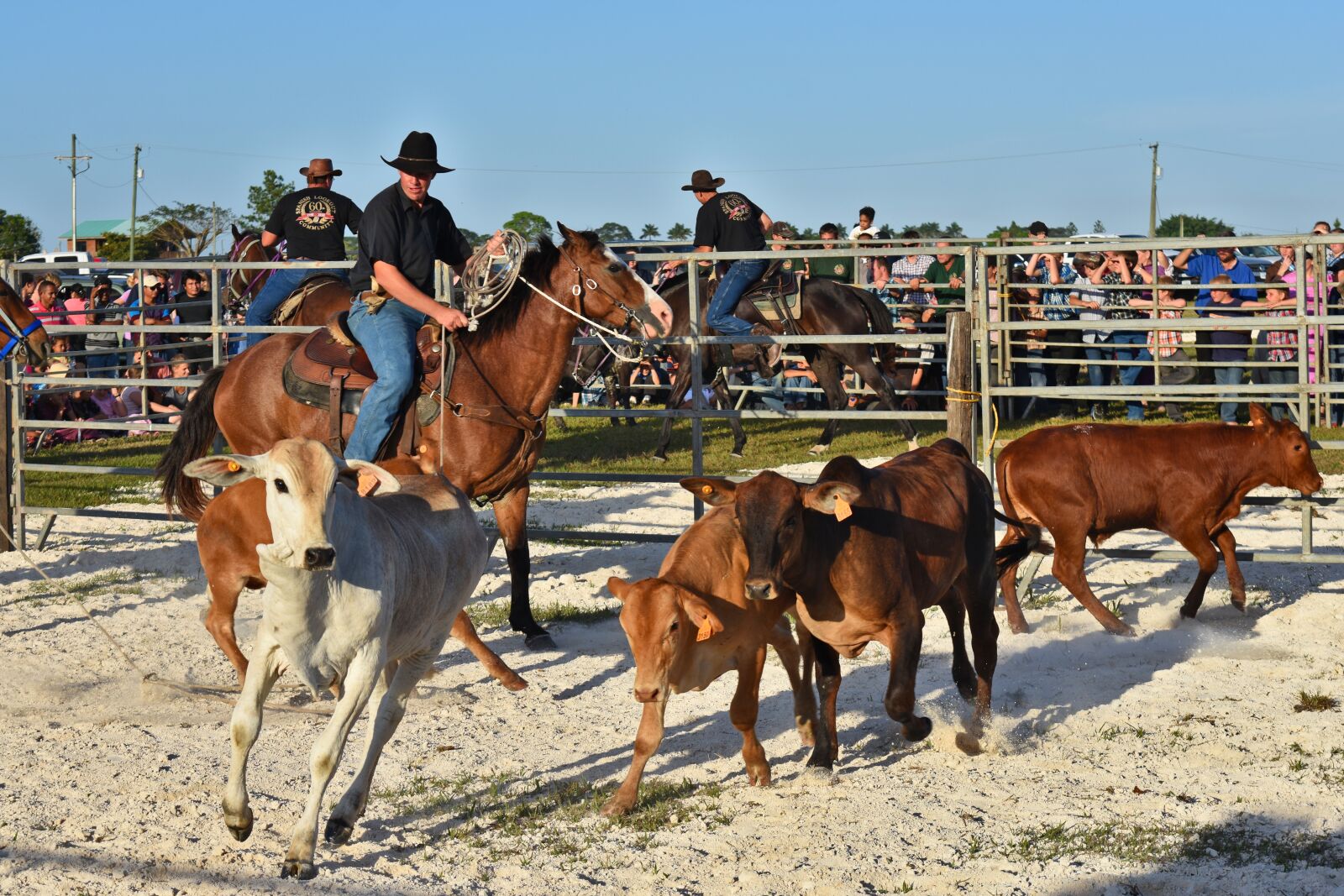 Nikon D7200 sample photo. Livestock, horse, mammal photography
