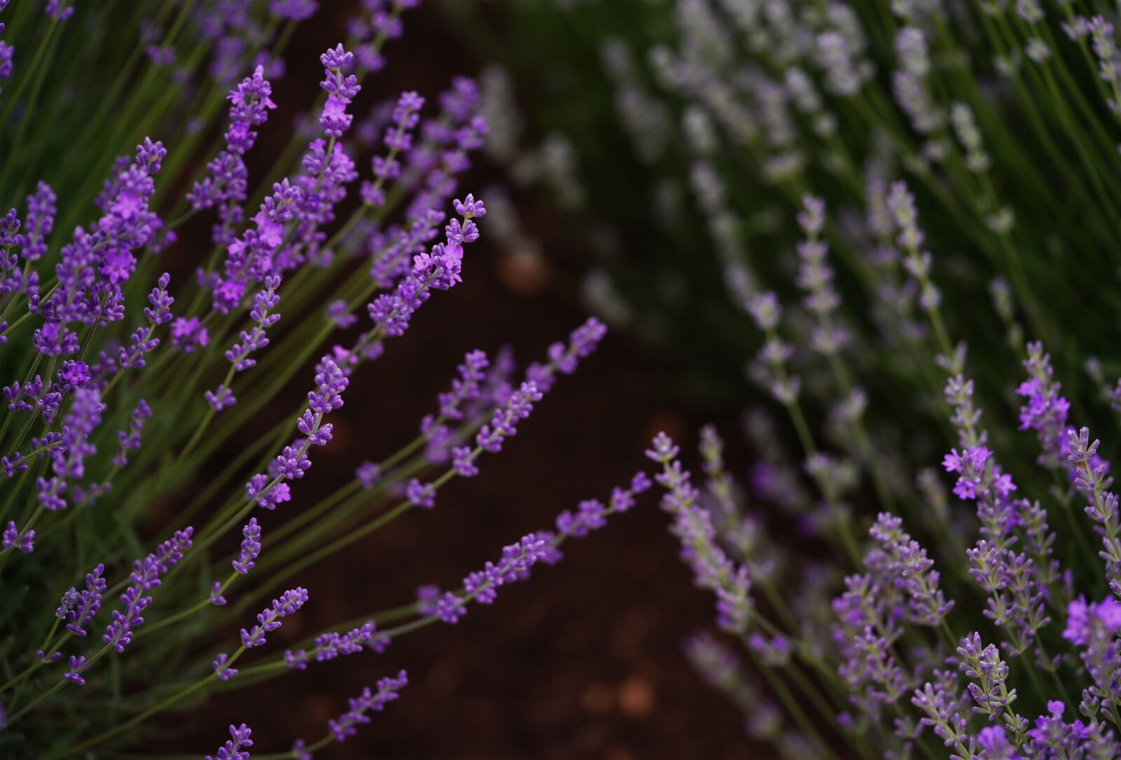 Sony a7R III sample photo. Lavender, purple, plant photography