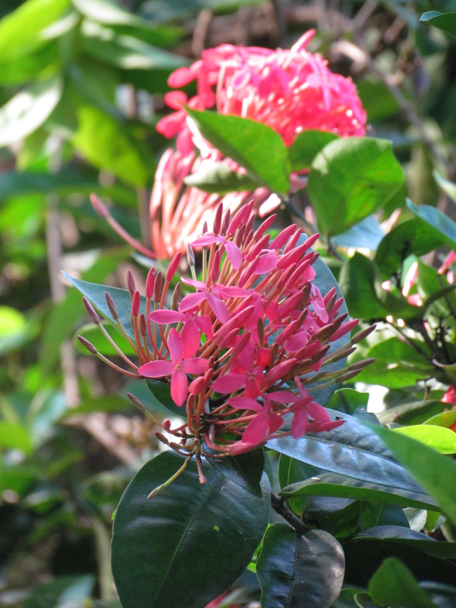 Canon PowerShot SX30 IS sample photo. Flower, natural, flowers photography