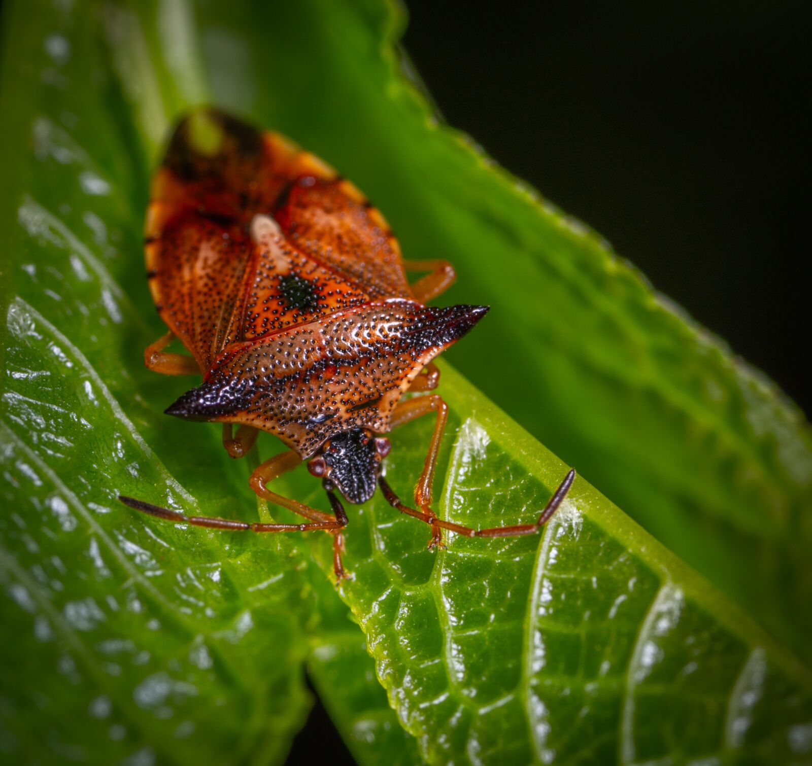 #124 65/2.8 sample photo. Insect, macro, bug photography