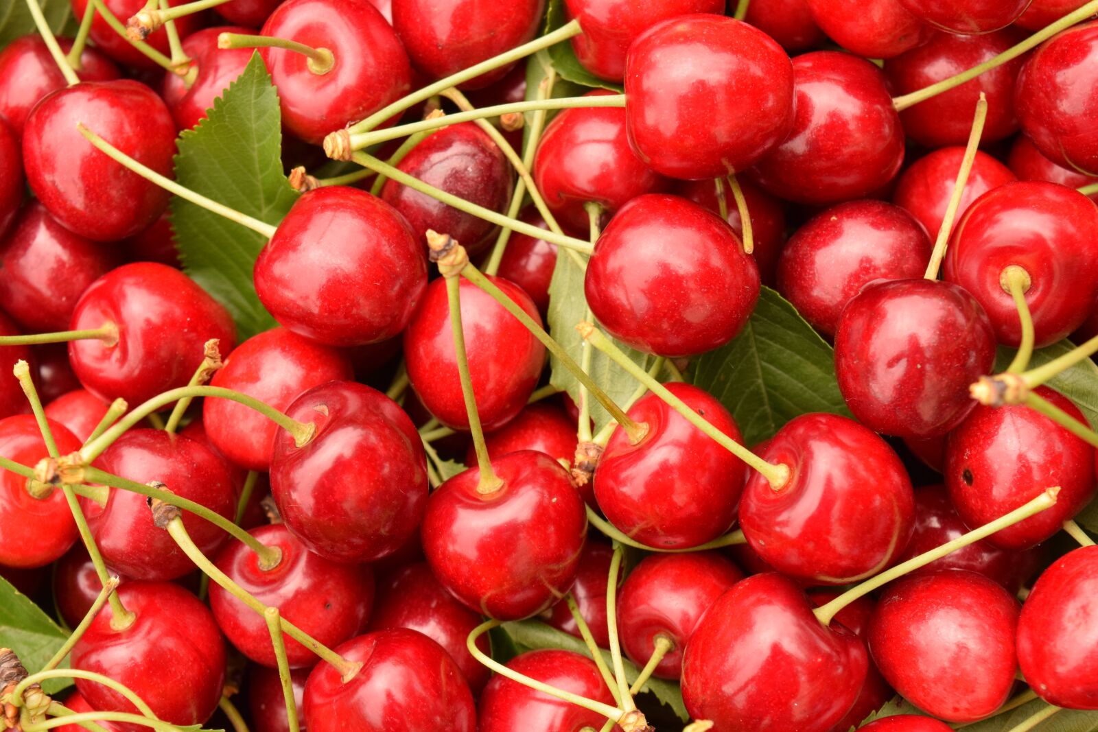 Nikon D3300 sample photo. Cherries, background, fruit photography