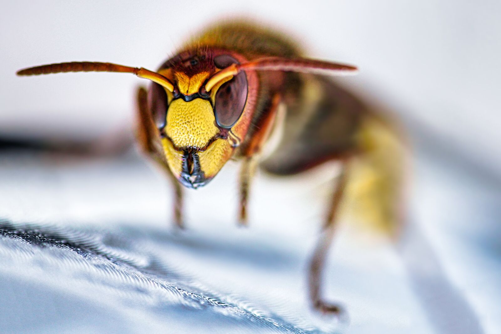 Canon EOS 5D Mark II sample photo. Hornet, insect, bee photography