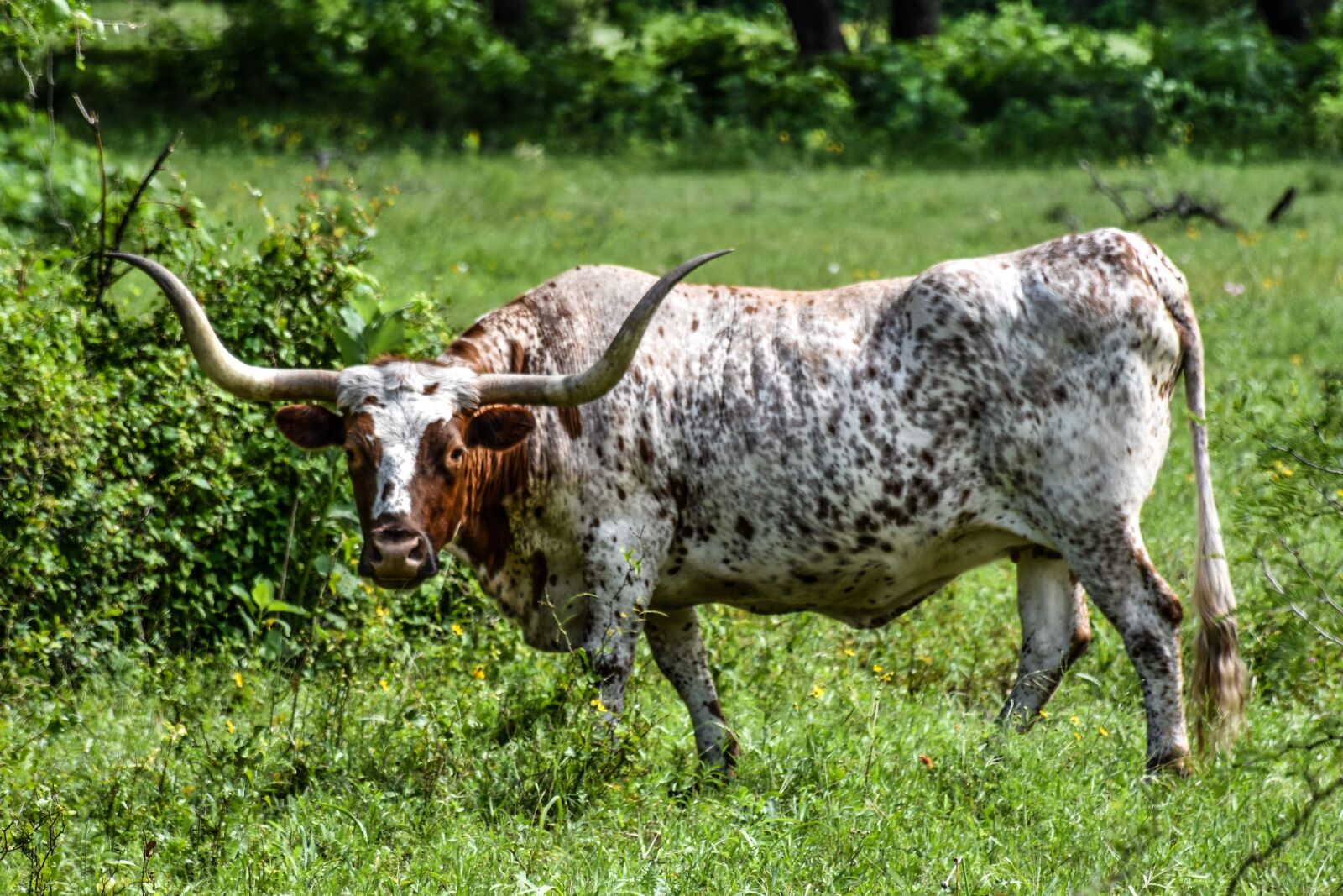 Nikon D5500 sample photo. Longhorn, cattle, texas photography