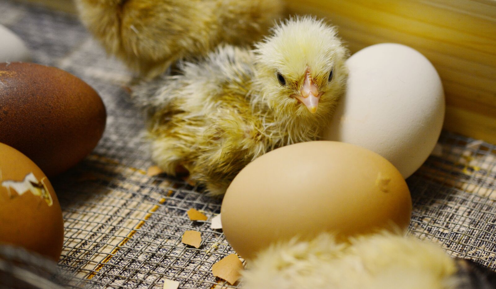 Nikon D5200 sample photo. Chicks, hatched, young animal photography