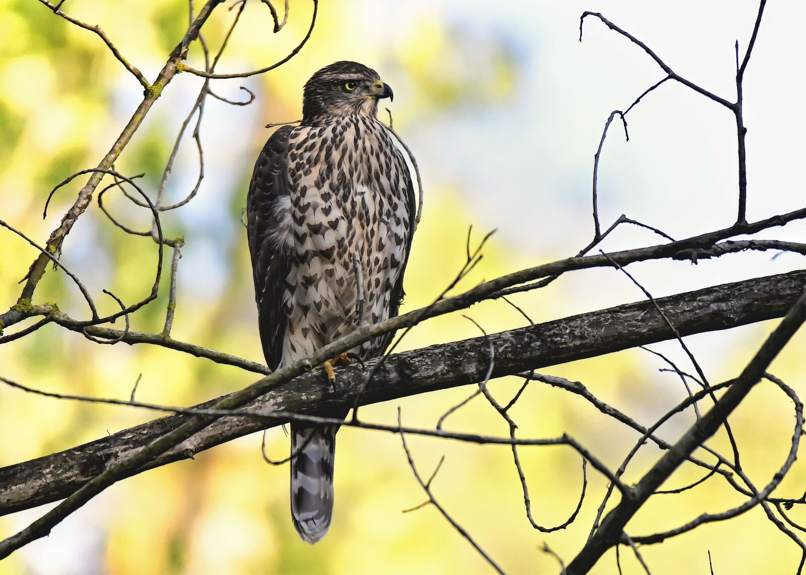 Nikon D500 sample photo. Birds, astor, in photography