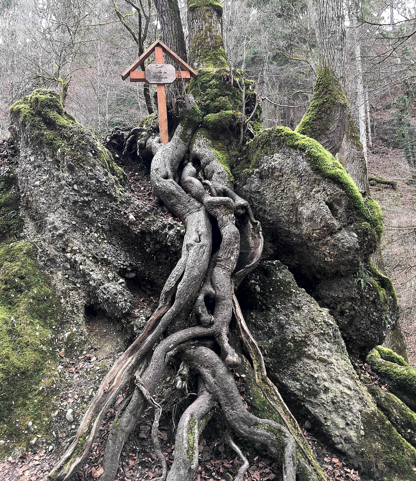 Apple iPhone 6s sample photo. Tree, root, log photography