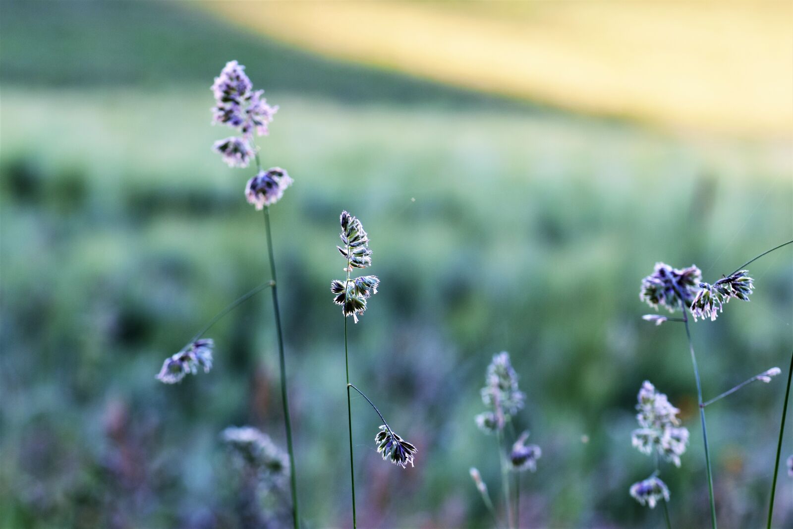 Nikon D5500 sample photo. Grass, meadow, field photography