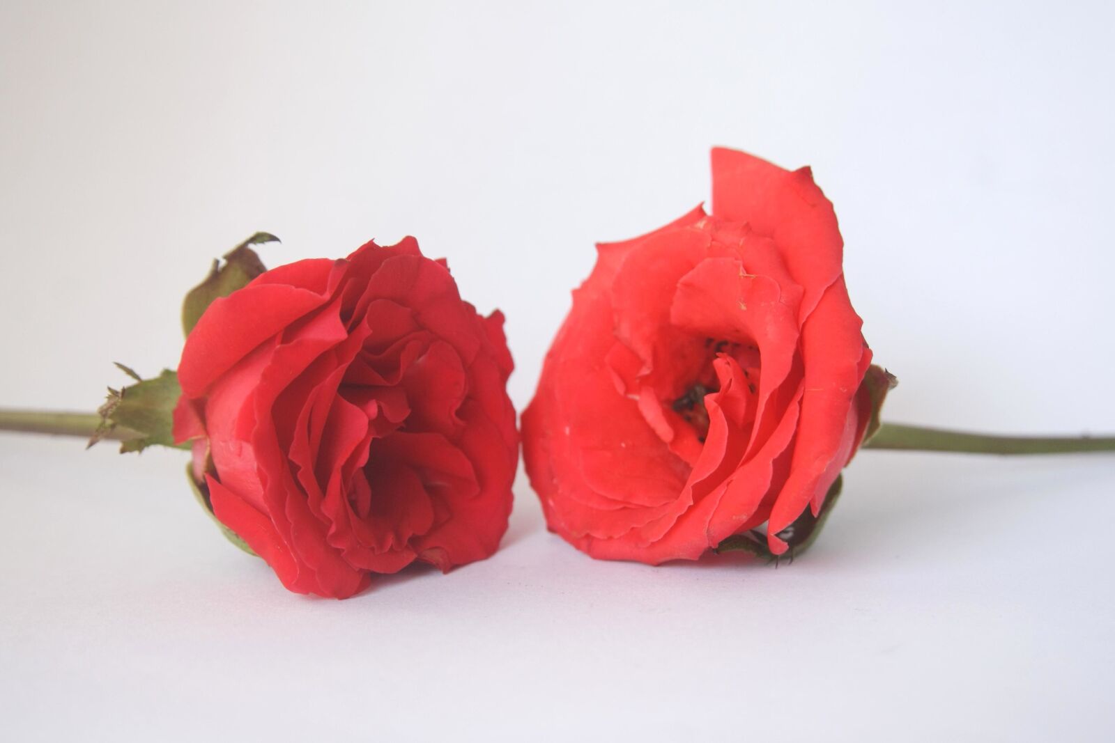 Canon EOS 1000D (EOS Digital Rebel XS / EOS Kiss F) sample photo. Rose, flower, love, petal photography