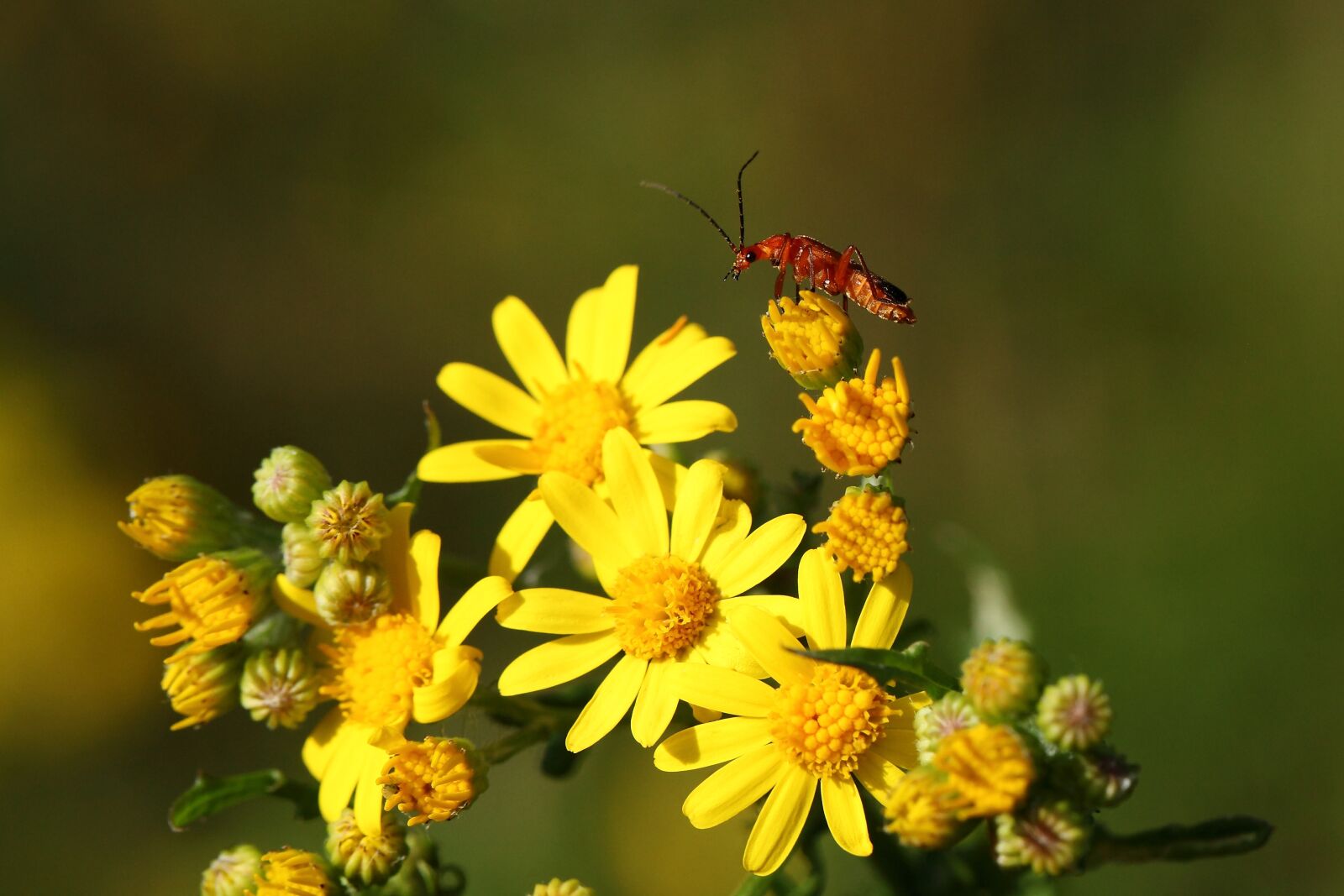 Canon EOS 5D Mark II sample photo. T l phore fawn photography