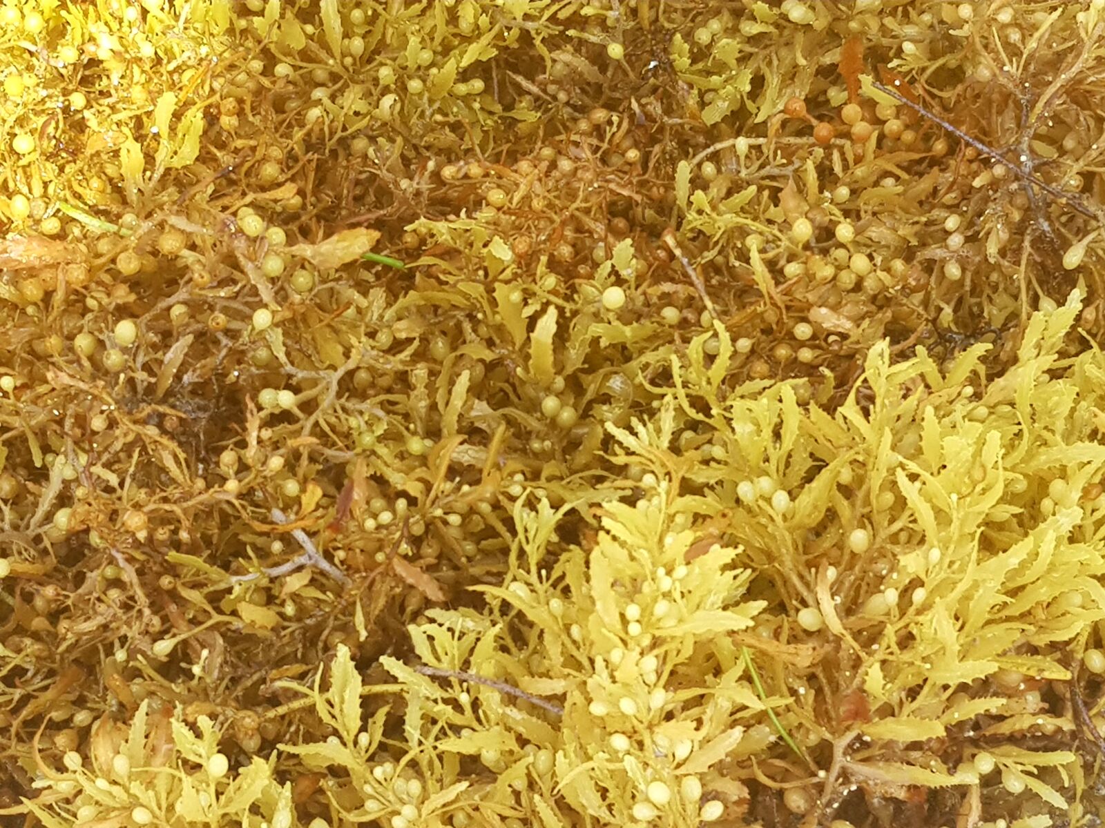 Samsung Galaxy S8+ sample photo. Seaweed, sargassum, beach photography