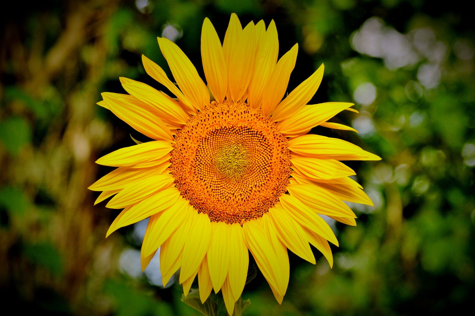 Nikon D3200 sample photo. Sunflower, flower, yellow flower photography