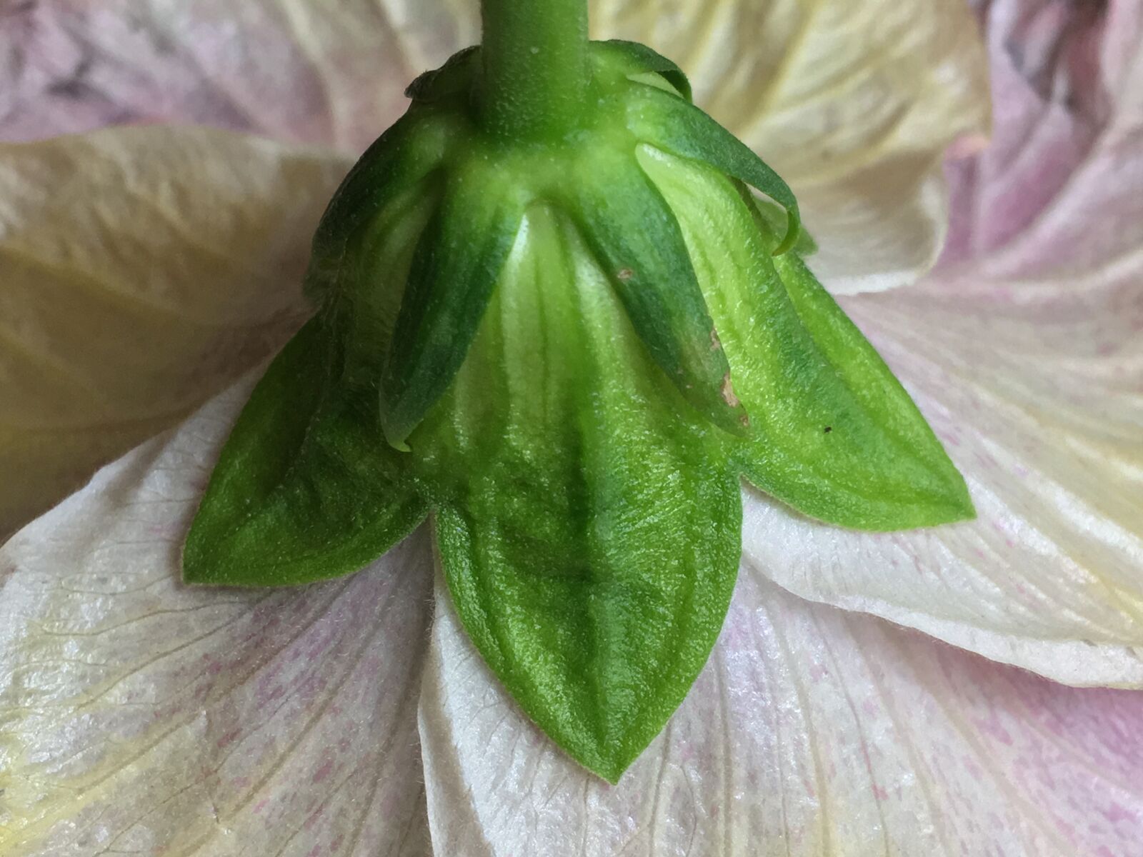 Apple iPhone 6s Plus sample photo. Green, flower, nature photography