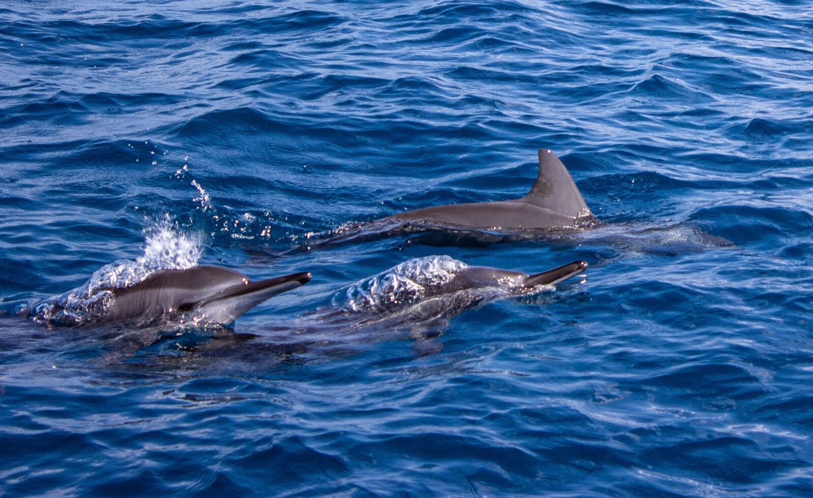 Canon EOS 600D (Rebel EOS T3i / EOS Kiss X5) sample photo. Dolphins, blue sea, open photography
