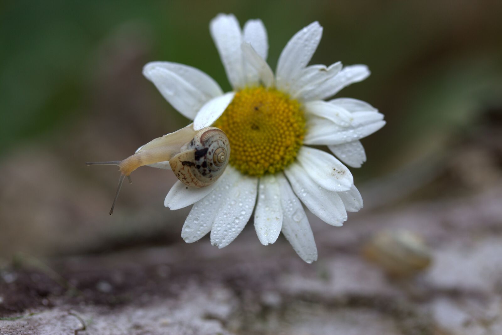 Canon EF-S 60mm F2.8 Macro USM sample photo. Snail, daisy, petals photography