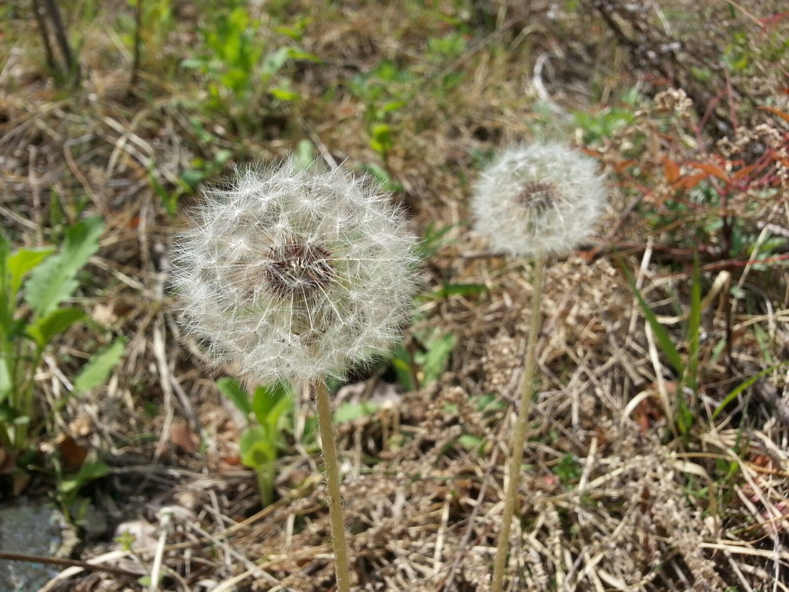 Samsung Galaxy Note2 sample photo. Dandelion, nature, flowers photography