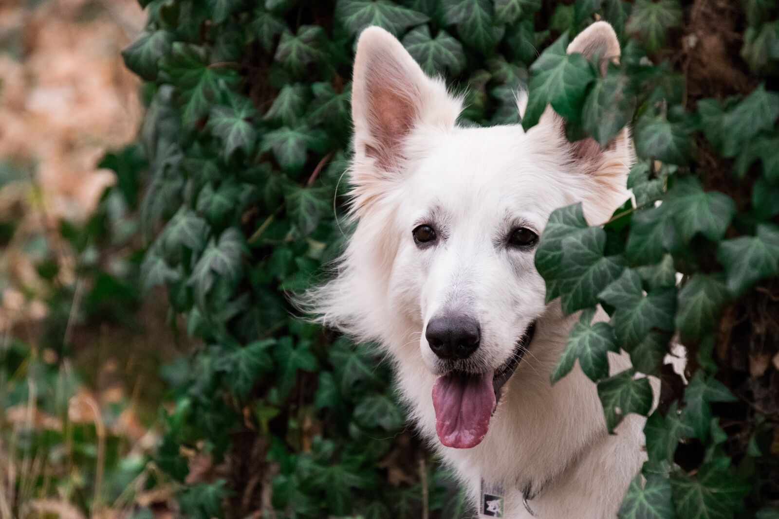 Nikon D3300 sample photo. Dog, mammal, animal photography