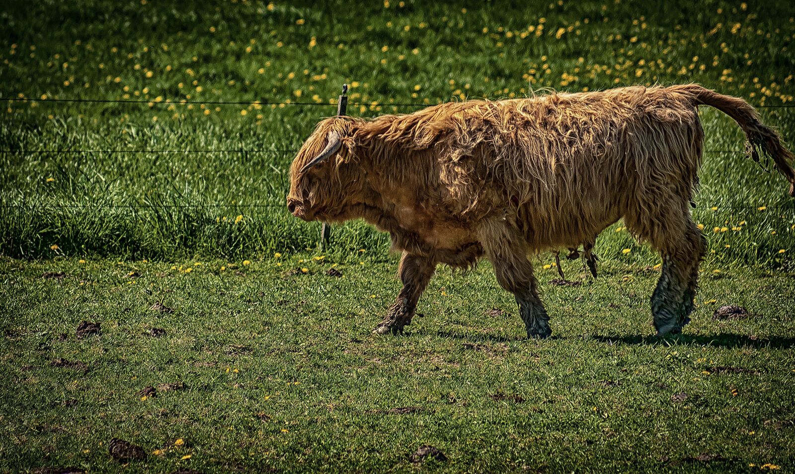Sony Alpha DSLR-A100 sample photo. Cow, animal, beef photography