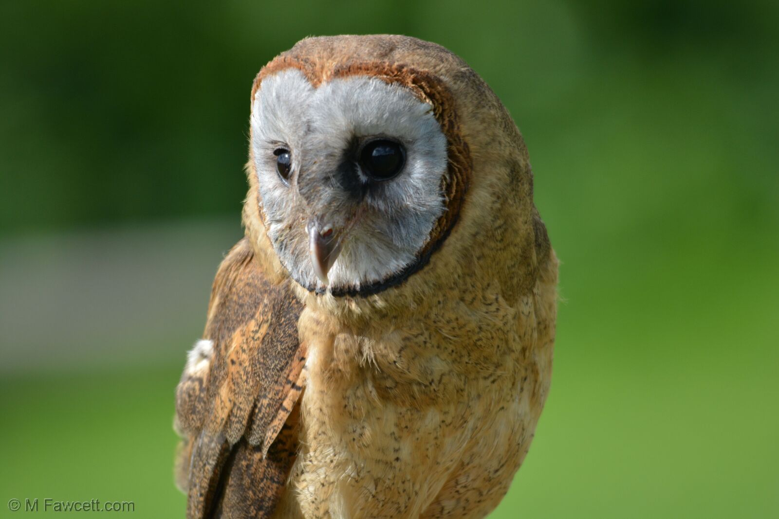 Nikon D5200 sample photo. Barn owl, owl, beautiful photography